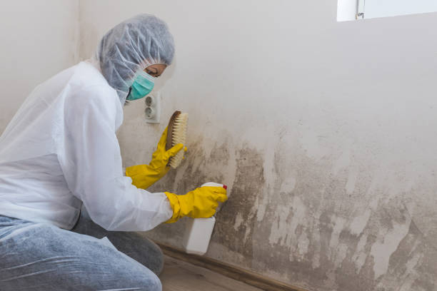 Reliable St John, KS Mold Removal & Remediation Solutions